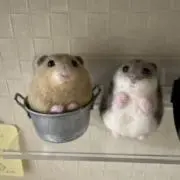 Mimiの画像