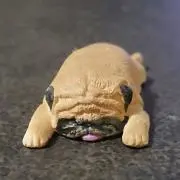 MOMOの画像