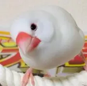 パピの画像