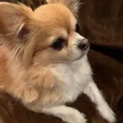 ななの画像