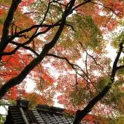 Ryoの画像