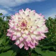 sayuringoの画像