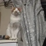 ともちんの画像