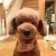 かえさくの画像