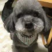トイ