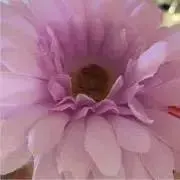 ルーの画像