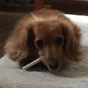 まっぴーの画像