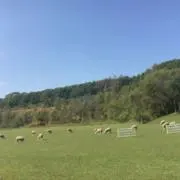 あんの画像