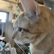 たまくろの画像