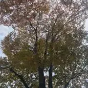 Momoの画像