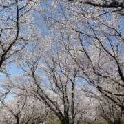 oanの画像