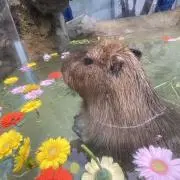 tora 断捨離中の画像