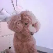 ぽこ