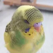 あきころりんご。の画像