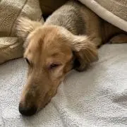 おんたの画像