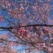 さくらの画像