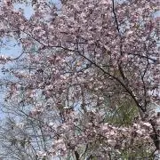 ゆずの画像