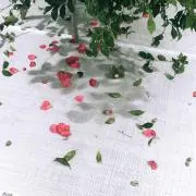 24taaaaの画像