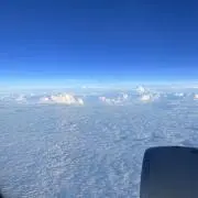 ゆりの画像