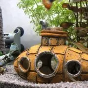 グッピー