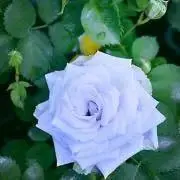 QRTER808