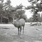 Kentaの画像