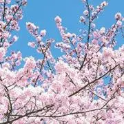 Hanakoの画像