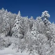 シンイチ