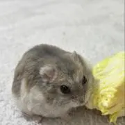 ちょぴこの画像