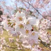 梅❁.*・の画像