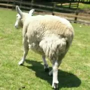いちゅかしんの画像
