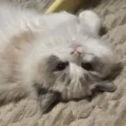 HNMの画像