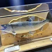 カイザーソゼの画像