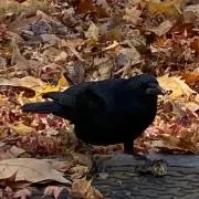 おにょにょの画像
