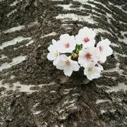 なつ