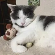 saya