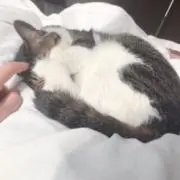 ゆ
