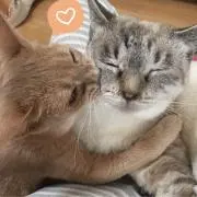 Cool Cat Cameraの画像