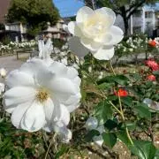 まこの画像