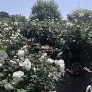 アリスの画像