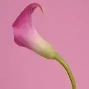 LiLLyの画像