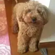 うぬあの画像