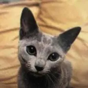 メルフの画像