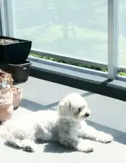 ミミちゃん