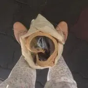 ぽの画像