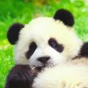 ぱんだ＊プロフ必読※の画像