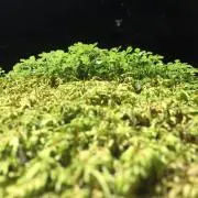 KDの画像