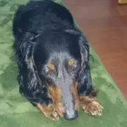 ふぃん