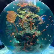 ゆうあぐの画像