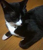 くろにゃんこ